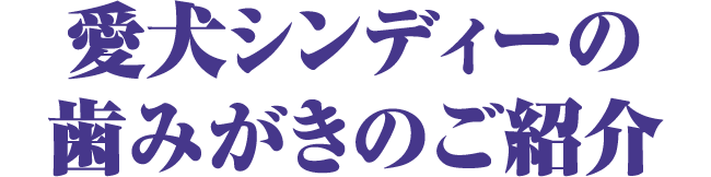 愛犬シンディーの歯みがきのご紹介